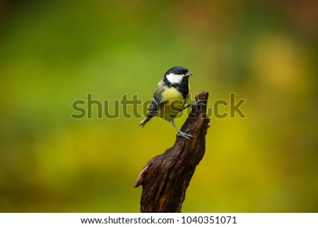 Similar – Vogelkinder: Junge Kohlmeise sitzt in der Hecke