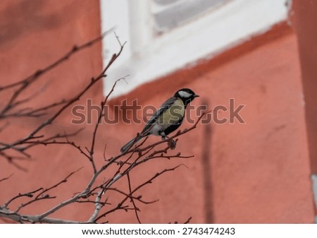Parus on the tree brach in the winter. High quality photo