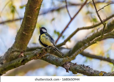 Parus - Tit sits in a tree crown on a branch. Background is blue sky.