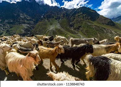 1,131 Goat ladakh Images, Stock Photos & Vectors | Shutterstock