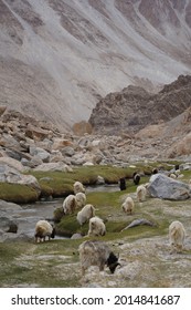 Pashmina Mountain Goat In Alpine Climate Highland Landscape In Leh Ladakh, India