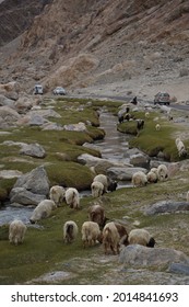 Pashmina Mountain Goat In Alpine Climate Highland Landscape In Leh Ladakh, India