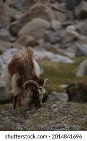 Pashmina Mountain Goat In Alpine Climate Highland Landscape In Leh Ladakh, India