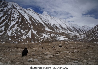 Pashmina Mountain Goat In Alpine Climate Highland Landscape In Leh Ladakh, India