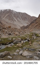 Pashmina Mountain Goat In Alpine Climate Highland Landscape In Leh Ladakh, India