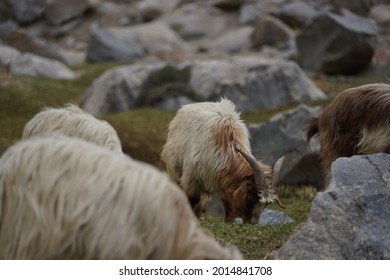 Pashmina Mountain Goat In Alpine Climate Highland Landscape In Leh Ladakh, India