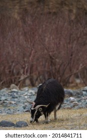 Pashmina Mountain Goat In Alpine Climate Highland Landscape In Leh Ladakh, India