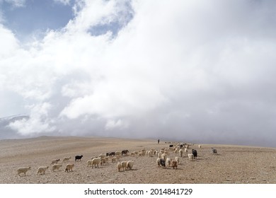 Pashmina Mountain Goat In Alpine Climate Highland Landscape In Leh Ladakh, India