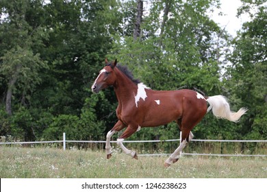 Paso Fino Horse