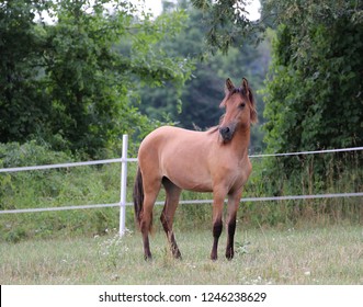 Paso Fino Horse