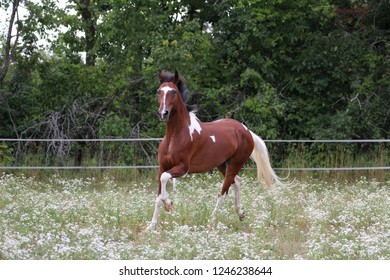 Paso Fino Horse