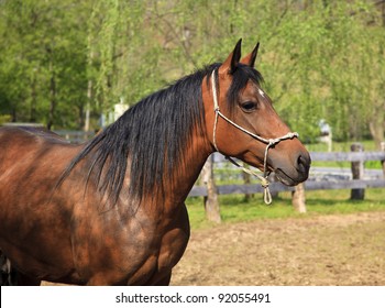 Paso Fino Horse