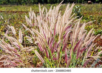 Paspalum stellatum is specie of the grass family. The group is widespread across in savannah areas, known as paspalum, crown grasses or dallis grasses, and they are tall perennial grasses, Brazil 2012