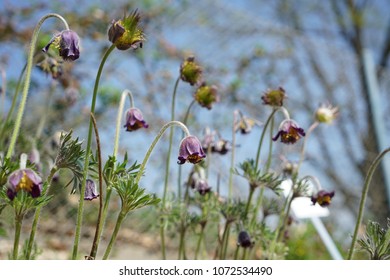 Pasque Flower,