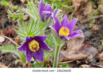 Pasque Flower 