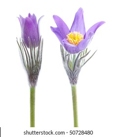 Pasque Flower