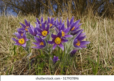 Pasque Flower