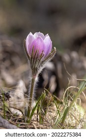 Pasque Flower (Anemone Patens) Red Feather Lakes, Co.