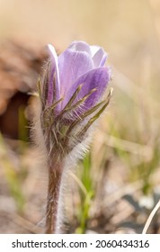 Pasque Flower (Anemone Patens) Red Feather Lakes, Co.