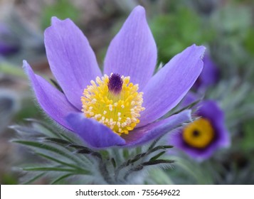 Pasque Flower Blue