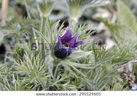 Similar – Image, Stock Photo Pasque flower just blooming in the home garden