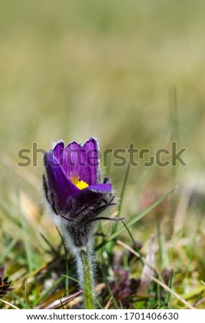 Image, Stock Photo Pasque flower just blooming in the home garden