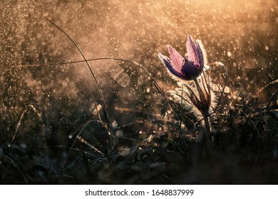 Pasque flower in the late sunset