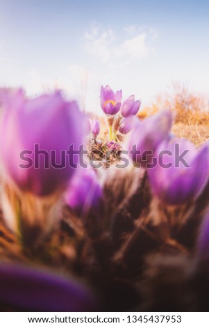 Similar – Image, Stock Photo Pasque flower just blooming in the home garden