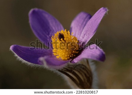 Similar – Image, Stock Photo Pasque flower or cow pasque flower