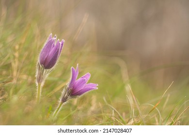 pasque flower, Pulsatilla vulgaris,mid April in Heartfordshire - Shutterstock ID 2147028407