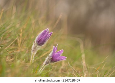 pasque flower, Pulsatilla vulgaris,mid April in Heartfordshire - Shutterstock ID 2147028409