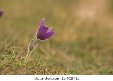 pasque flower, Pulsatilla vulgaris,mid April in Heartfordshire - Shutterstock ID 2147028411