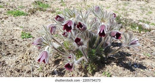 A Pasqueflower In The Early Spring Park