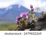 Pasqueflower (Pulsatilla multifida). Wild flowers against the backdrop of mountains. Blooming spring wildflowers on a rocky mountain slope. Nature and plants of Siberia. Magadan Region, Russia.