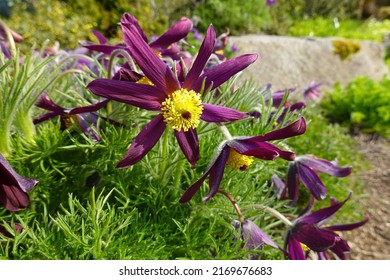 Pasqueflower (Pulsatilla patens) is the provincial flower of Manitoba, Canada. - Powered by Shutterstock