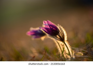 Pasqueflower In The Warm Backlight Of The Evening Sun