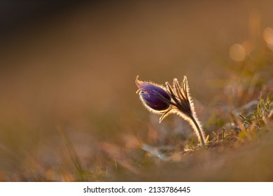 Pasqueflower In The Warm Backlight Of The Sun