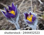 Pasqueflowers blooming in the mountain meadow. Fluffy purple flowers of Pulsatilla.