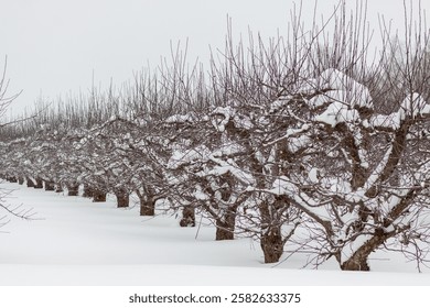 Passage between rows of young apple trees in a farmer's garden in winter. Apple orchard covered with snow , winter season.