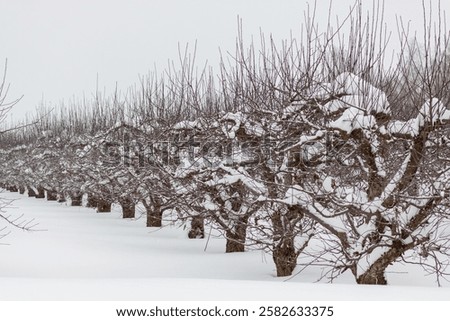Passage between rows of young apple trees in a farmer's garden in winter. Apple orchard covered with snow , winter season.