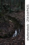 Passage fountain or river of water in a mysterious forest, with some historical remains, brown water, foggy weather, humid environment, rain passage, some traces of an ancient civilization