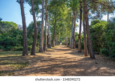 Passage Road Wit Trees On Ile Sainte Marguerite Near Cannes, South France