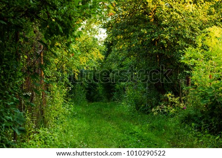 Passage in summer forest. Living arch of green trees near metal old fence, sunny light day