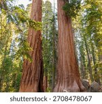 Passageway Between Giant Trees in The Giant Forest Area on The General Sherman Tree Trail, Sequoia National Park, California, USA