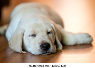Passed Out Puppy - Shutterstock ID 1330534286