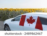 passenger car drives off-road through blooming yellow field of sunflowers on sunny day. A Canadian flag hangs from the car window. National symbol of freedom and independence. auto tour across Canada