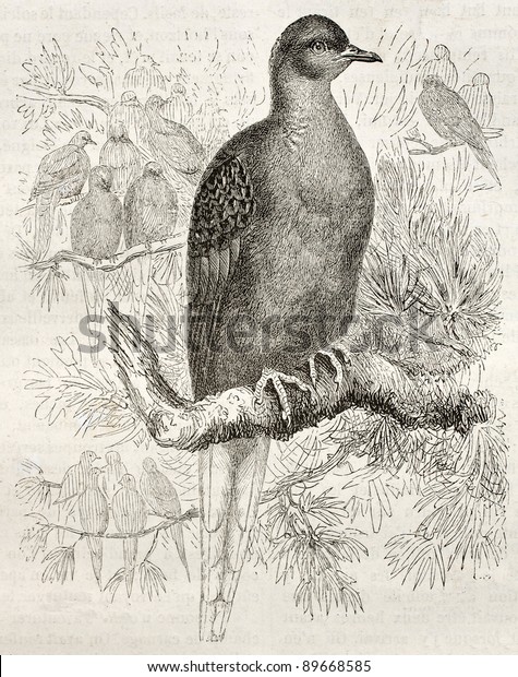 Passenger Pigeon old\
illustration (Ectopistes migratorius). Created by Kretschmer and\
Jahrmargt, published on Merveilles de la Nature, Bailliere et fils,\
Paris, ca. 1878