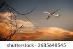 Passenger plane flying in sunset sky, orange colored clouds and tree silhouette.Travel by plane, vacation, transportation and airline concept image.