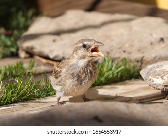 Passer Domesticus Breeding Calling Mom