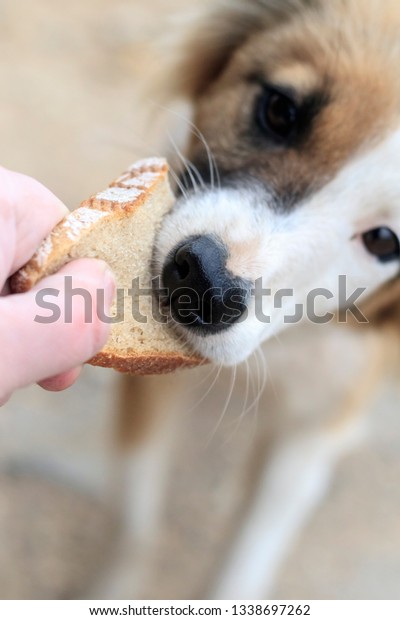 can you feed a dog bread